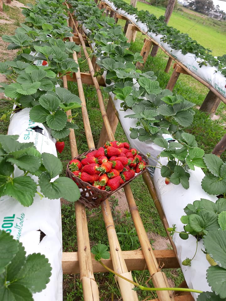 MORANGOS SITIO GIGANTE 2.jpg