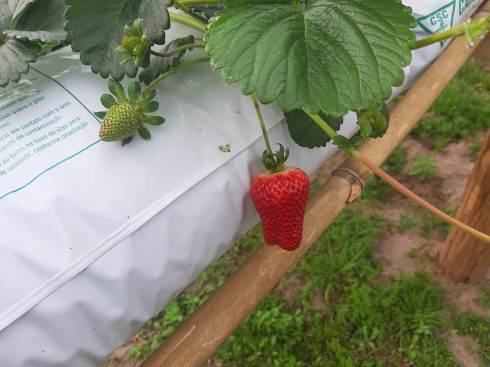 MORANGOS SITIO GIGANTE 4.jpg